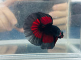 Vampire Halfmoon (Male)