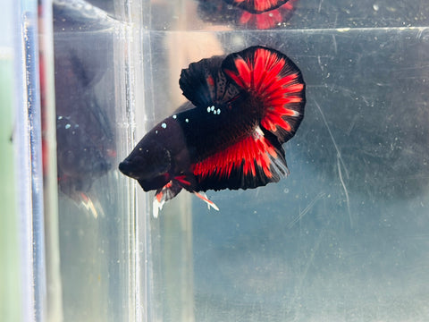 Vampire CopperStar (Male)