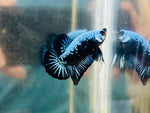 Blue Samurai Junior (Male)