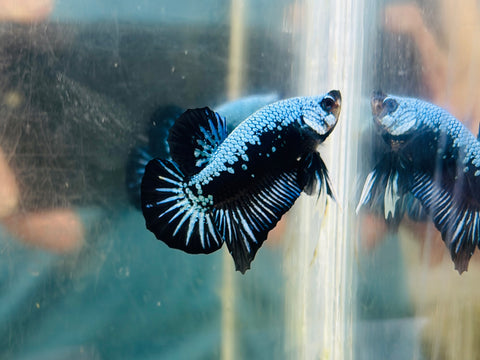 Blue Samurai Junior (Male)