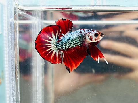 Red Copper Fancy (Male)