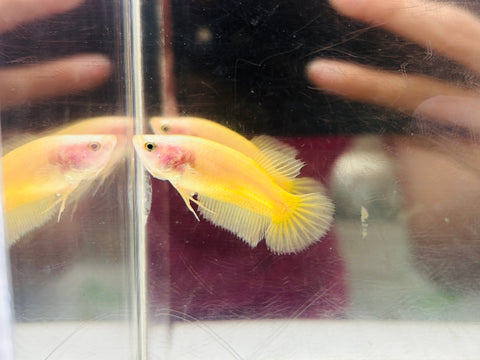 Yellow (Female)