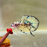 Bumblebee | Dirty Marble (Male)