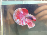 Pink Dumbo Halfmoon (Male)