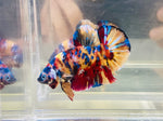 Blue Face Galaxy Candy (Male)