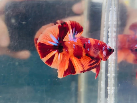 Galaxy Nemo Candy (Male)