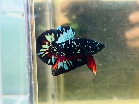 BlackStar Avatar (Male)