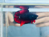 Rare! Vampire Doubletail Plakat DTPK (Male)