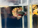 BIG-Tail Metallic Red-Black Copper (Male)