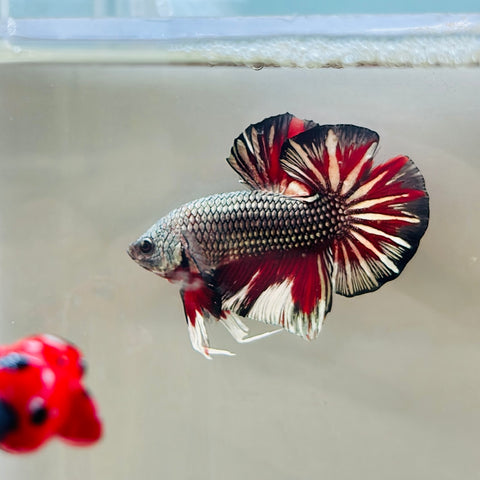 Red Copper Fancy  (Male)