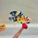 Metallic Bumblebee | Yellow Koi (Male)