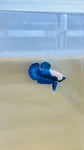 Rare! Separation Pattern | Blue Marble Junior (Male)