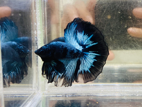 Steel Black-Light Halfmoon (Male)