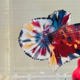 Quality Snowflake Multicolour (Male)