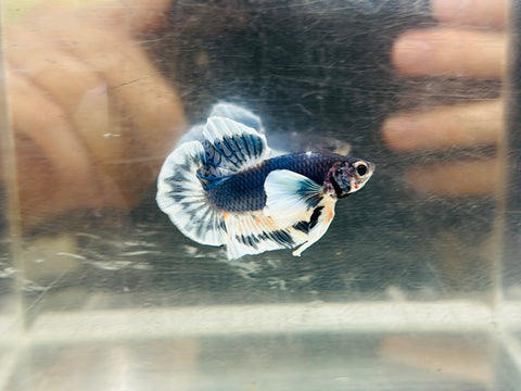 Rare! Blue Butterfly Dumbo (Male)