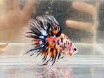 Candy Koi Crowntail (Male)