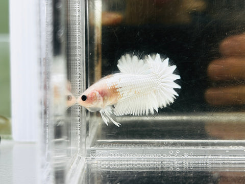 Platinum Copper Fancy StarTail Junior (Male)