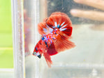 Galaxy Candy (Male)