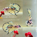 Bumblebee | Dirty Marble (Male)