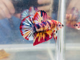 Multicolour Giant Junior (Male)