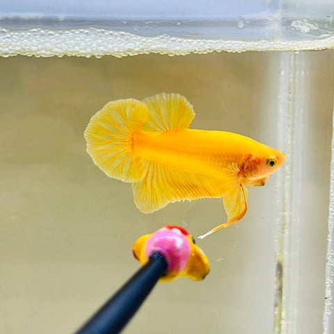 Super Yellow (Male)