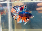 BIG-Tail Metallic Candy Giant Junior (Male)
