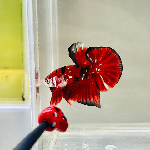 BIG-Tail Galaxy Red Copper Koi (Male)