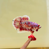 Barongsai | Galaxy Butterfly (Male)