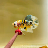 Headgear Yellow Copper Koi (Male)
