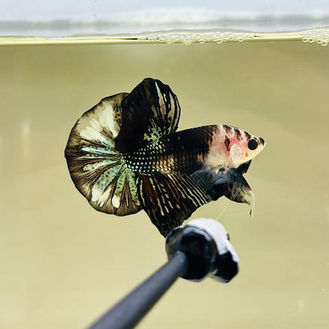 BIG-Tail! Black Copper Koi (Male)