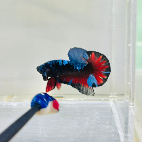BlackStar Vampire (Male)