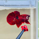 BIG-Tail Galaxy Red Koi (Male)