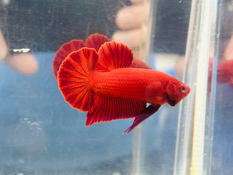 Super Red (Male)