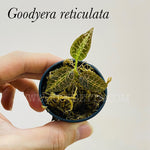 Goodyera reticulata