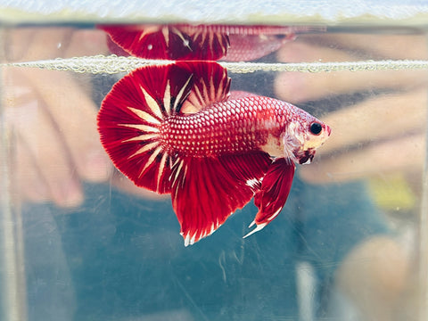 Copper-Gold Startail  (Male)