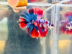 Classic Fancy Halfmoon Junior (Male)