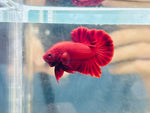 Super Red (Male)