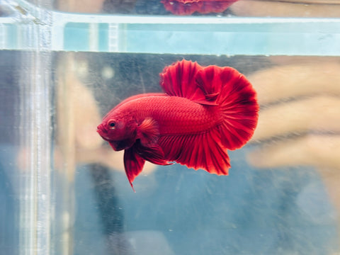Super Red (Male)