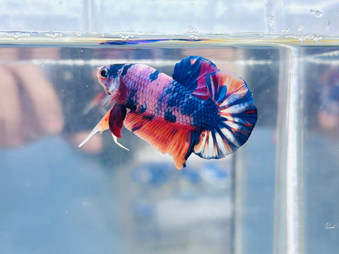 Candy Fancy (Male)