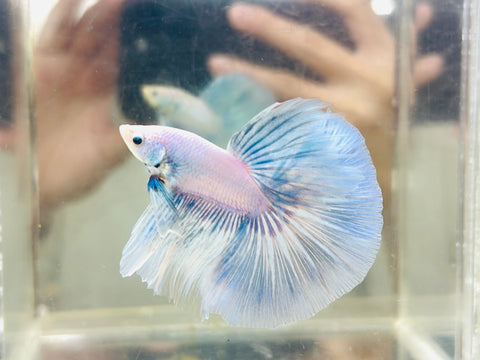 Pastel Halfmoon (Male)