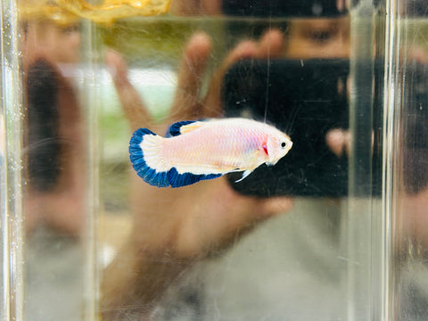 Blue Rim (Female)
