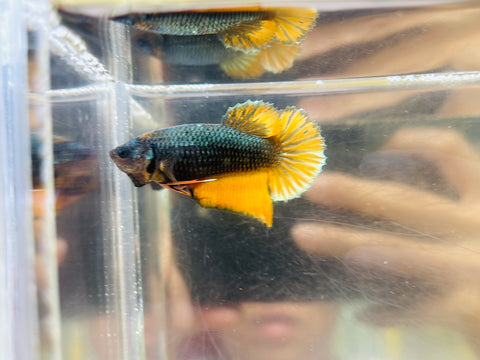 Yellow Copper (Female)