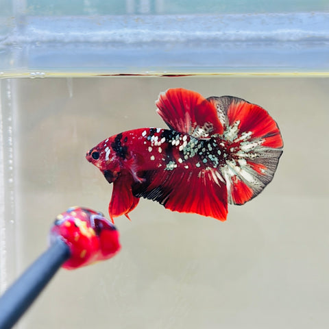 Ironman | Galaxy Copper Koi (Male)