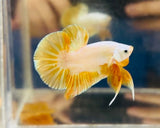 Yellow Gold Dragon (Male)