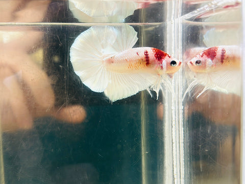 Platinum Tancho Koi (Male)