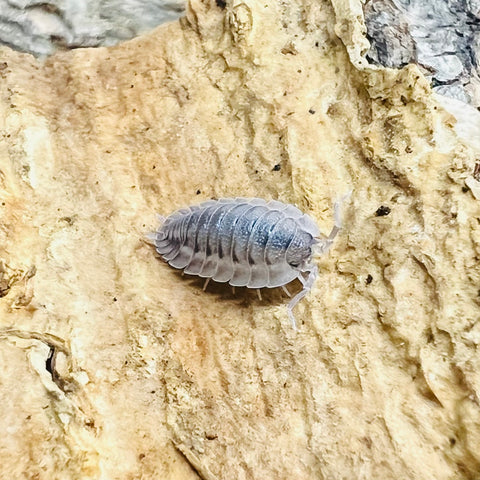 Porcellio Spatulatus “Coros” Isopod