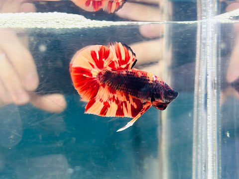 Black Fire Candy (Male)