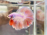 Tangerine Pink Halfmoon (Male)