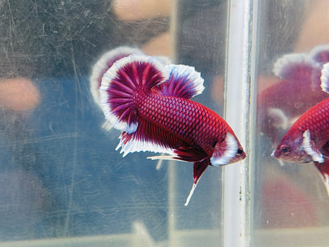 Lavender Butterfly Junior (Male)