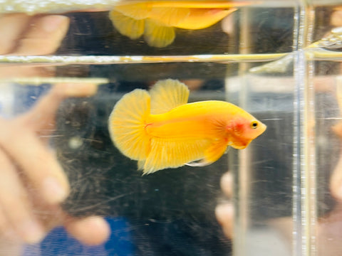 Yellow Junior (Male)